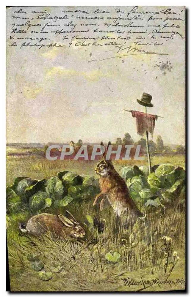 Coelhos em um campo de couve — ilustração de Müller von München — série 844, editor H. & B. Doss. - Frente
