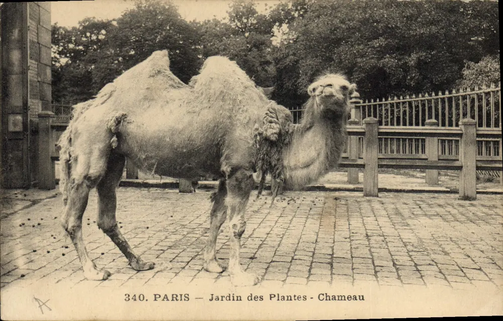 Paris - Jardin des Plantes - Kamel - Vorderseite
