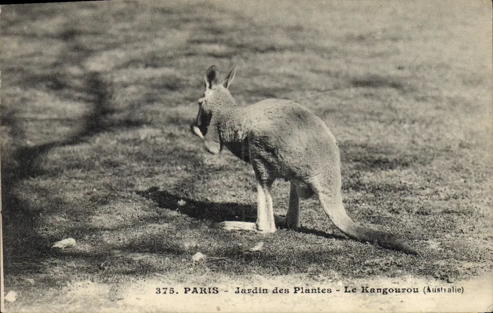 Paris - Jardin des Plantes - Der Känguru (Australien) — n° 375 - Vorderseite