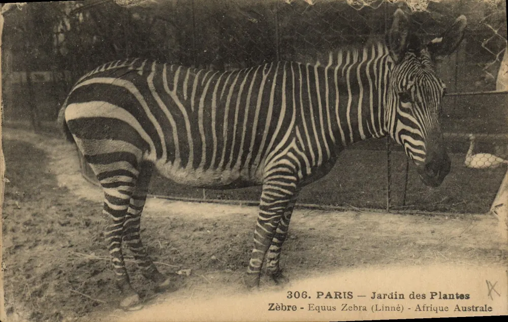 Zèbre — Jardin des Plantes — Paris - Vorderseite