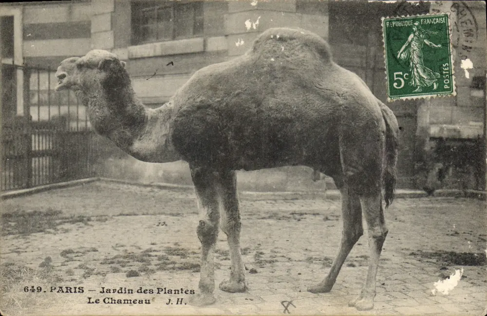 Paris — Jardin der Pflanzen — Der Kamel — J.H. — n°649 - Vorderseite