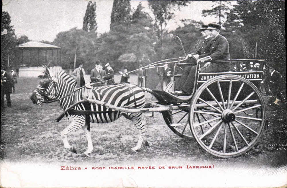 Zèbre Isabelle Rayée de Brun (Afrique) — en chariot à traction, éditeur STRENCY PARIS - Frente