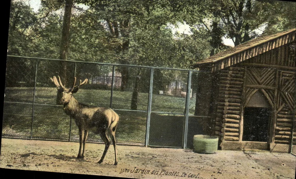 Jardin des Plantes. Der Hirsch — unbekannter Verlag, Seriennummer 1080 - Vorderseite