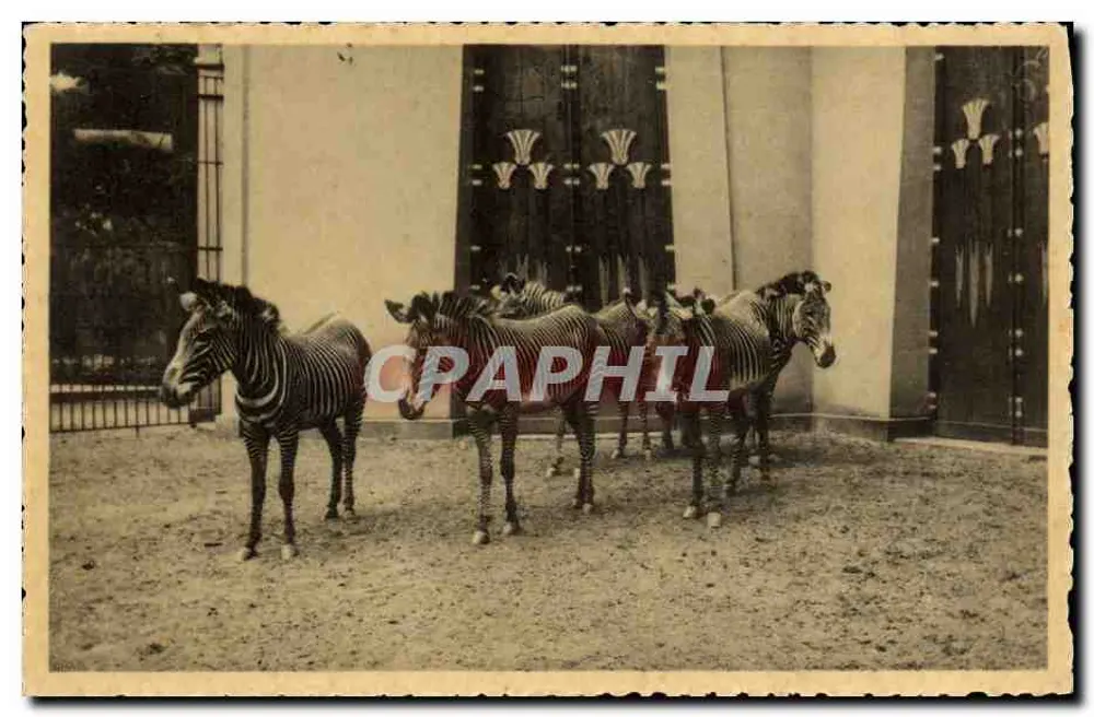 Zebras — Zoologischer Garten von Antwerpen — Grévy - Vorderseite