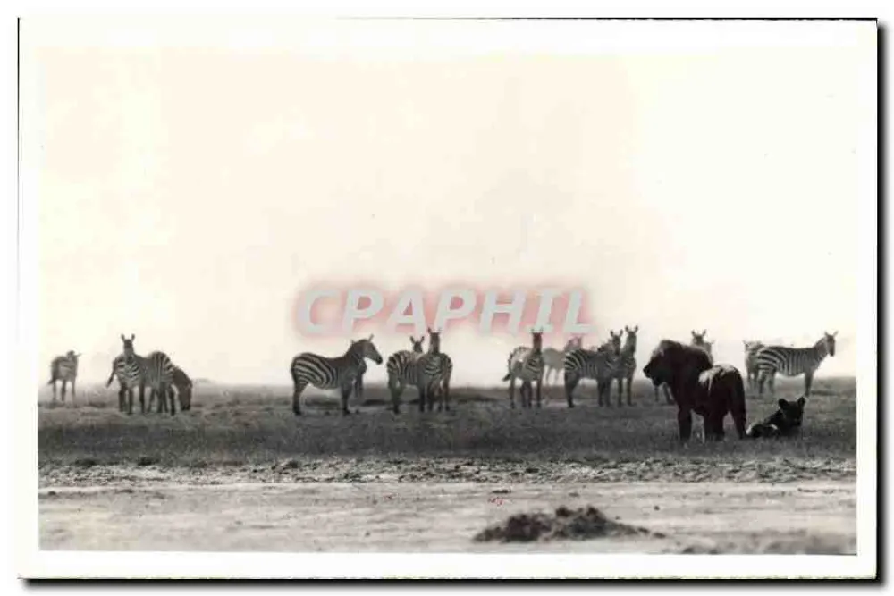 Löwe und Zebras — Ostafrika — Marcuswell Maxwell & A.H. Wardle & Co. Ltd. - Vorderseite