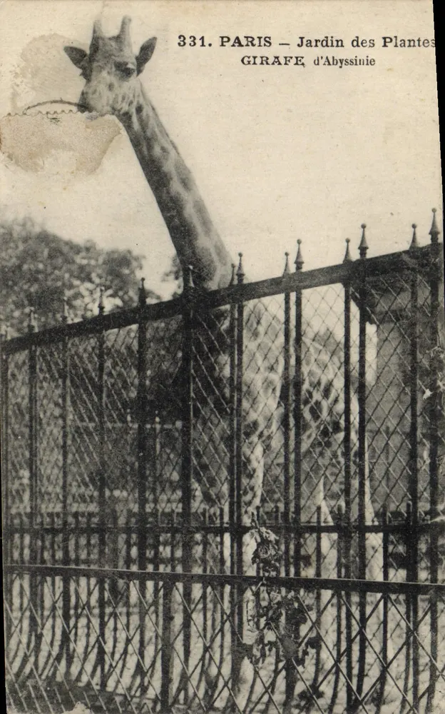 Paris — Jardin des Plantes — Giraffe aus Äthiopien — Verlag IMPRIMÉ SUR LA CARTE n°331 - Vorderseite
