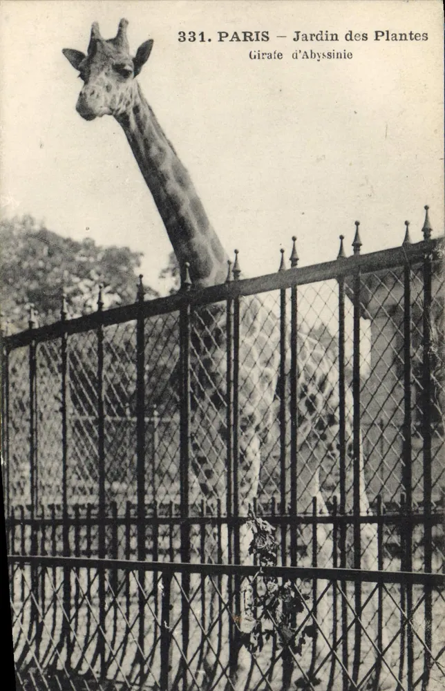 Paris — Jardin des Plantes — Giraffe aus Äthiopien — Verlag L.P.M. Nr. 331 - Vorderseite