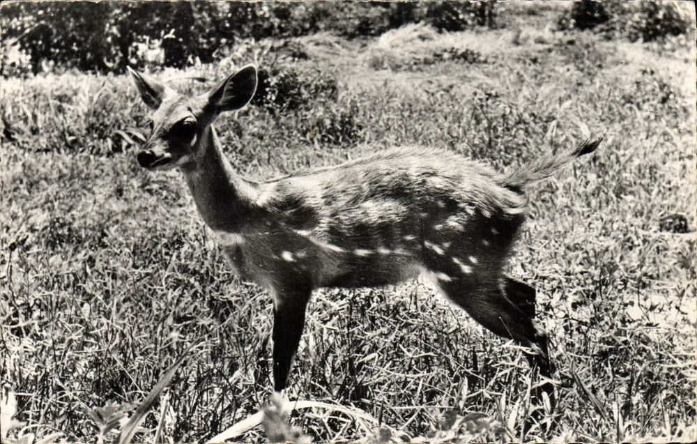 Fauna Afrykańska — Antylopa «Cob de Buffon» (Cl. Mahuzier) — Wydawnictwo G. Roux, Paryż - Awers