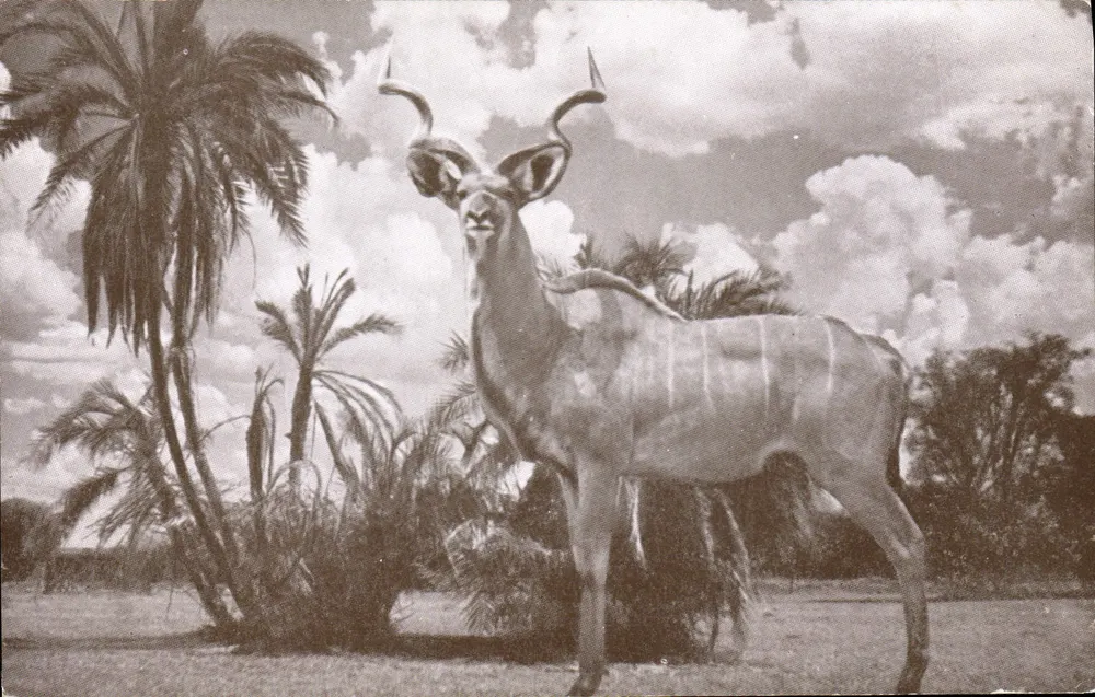 कुडू — क्रुगर पार्क — 7801 - आगे