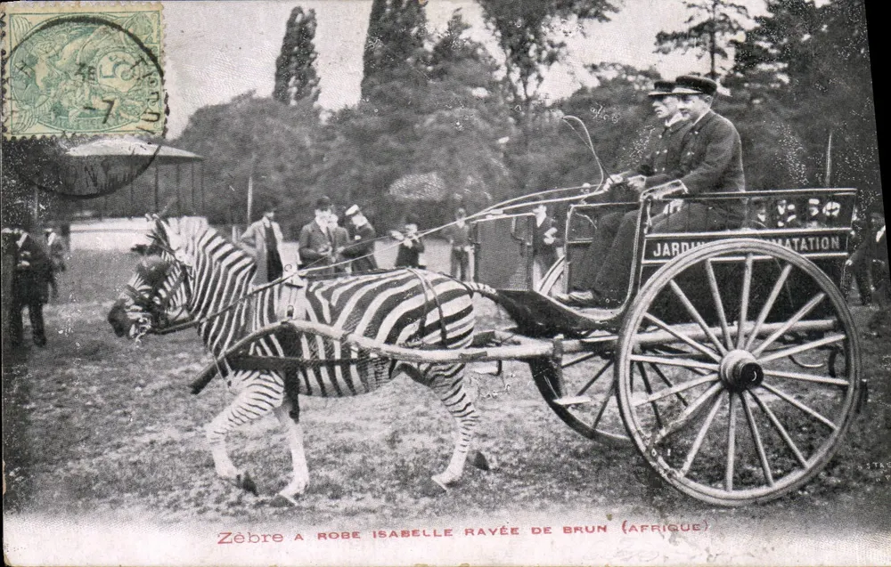Zebra met mantel Isabelle gestreept in bruin (Afrika) — Tuin van Amatation — onbekende uitgever - Voorkant