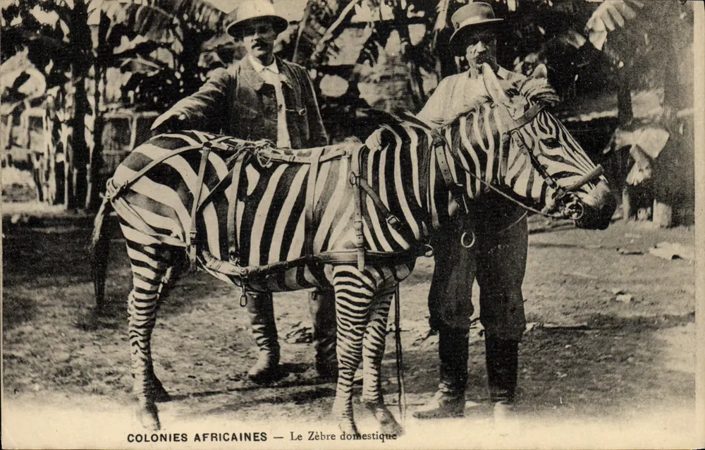 Afrikanische Kolonien — Der domestizierte Zebra — Verlag: Éditions de la Poste, Paris - Vorderseite