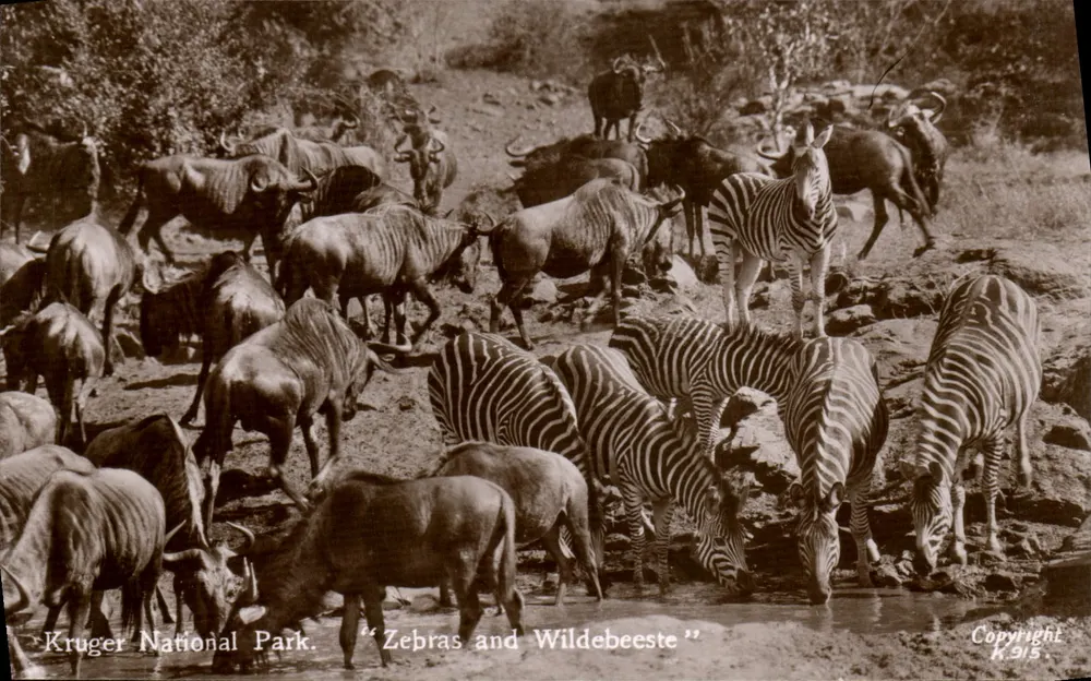 Kruger Nationalpark — Streifenhörner und Wiedehopfe — Copyright K.915 - Vorderseite
