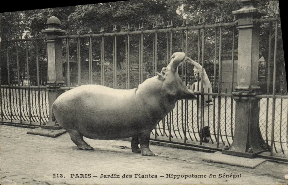 PARIS — Jardin des Plantes — Hippopotame du Sénégal — n° 213 - Vorderseite