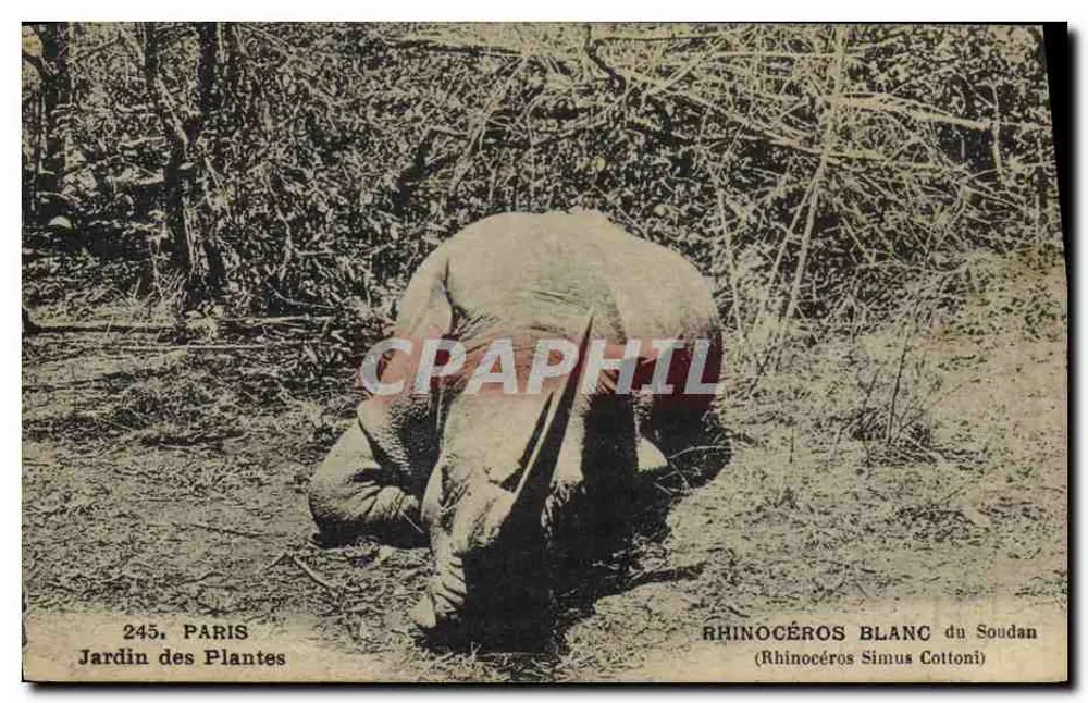 Weißer Rhinoceros aus dem Sudan — Jardin des Plantes, Paris — n° 245 - Vorderseite