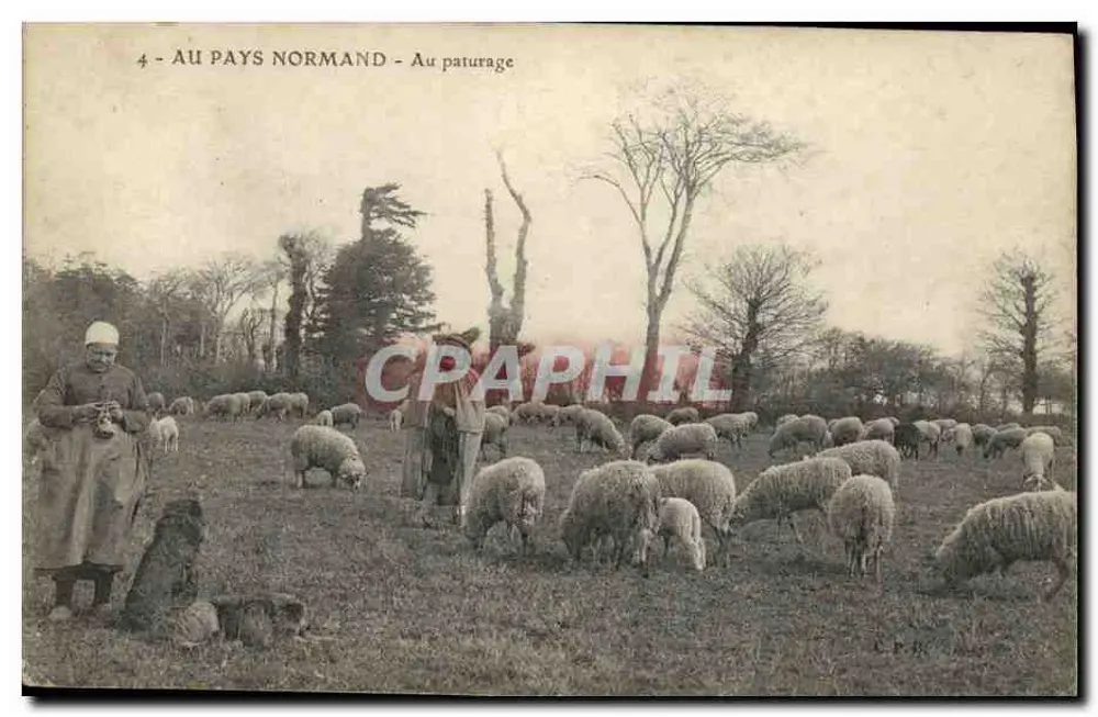 Au Pays Normand — Au paturage — Éditeur C.P.R. n°4 - Vorderseite