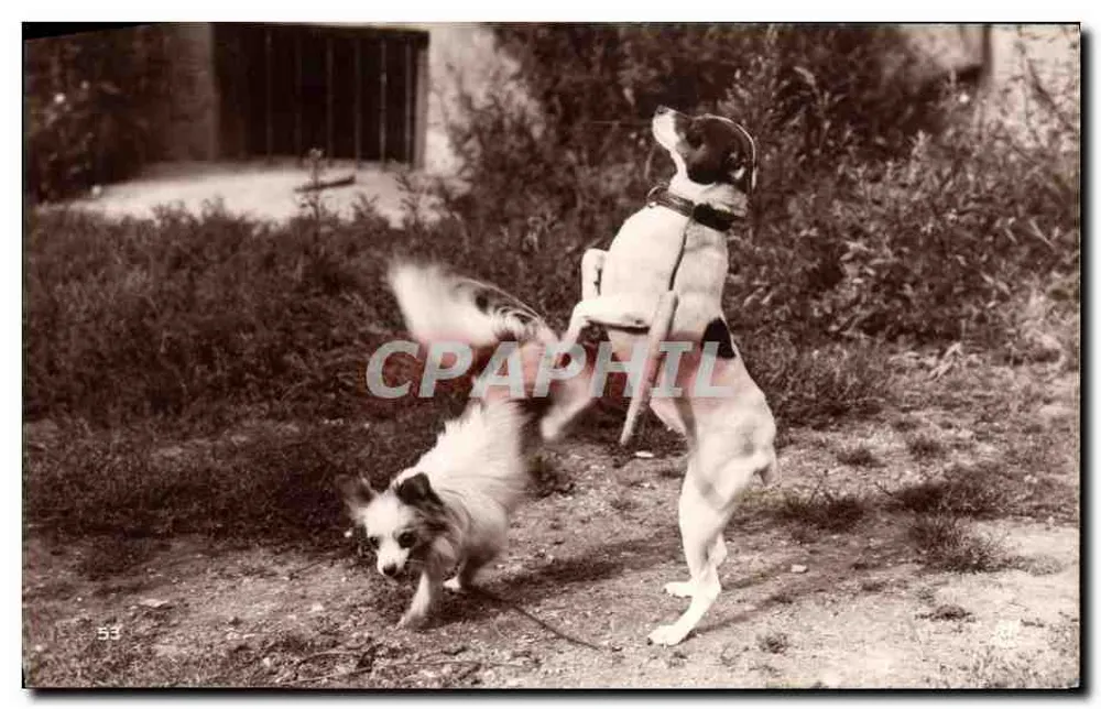 Schlaue Hunde — Der Sprung durch die Reifen — Edition A.N. Paris - Vorderseite