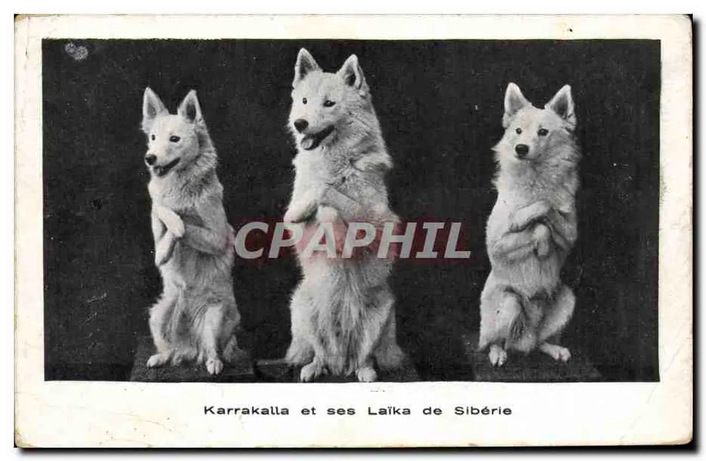 Karrakalla e seus Laïka da Sibéria — carta postal - Frente