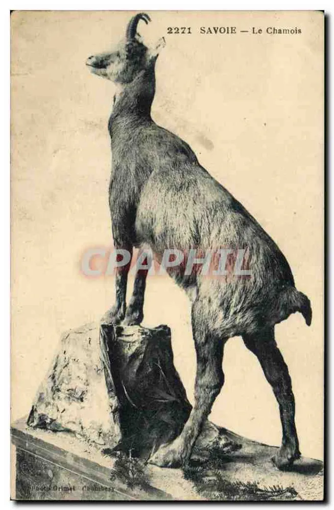 सैवोय — चमोइस — फोटोज़ ग्रिमाल, चंबेरी - आगे