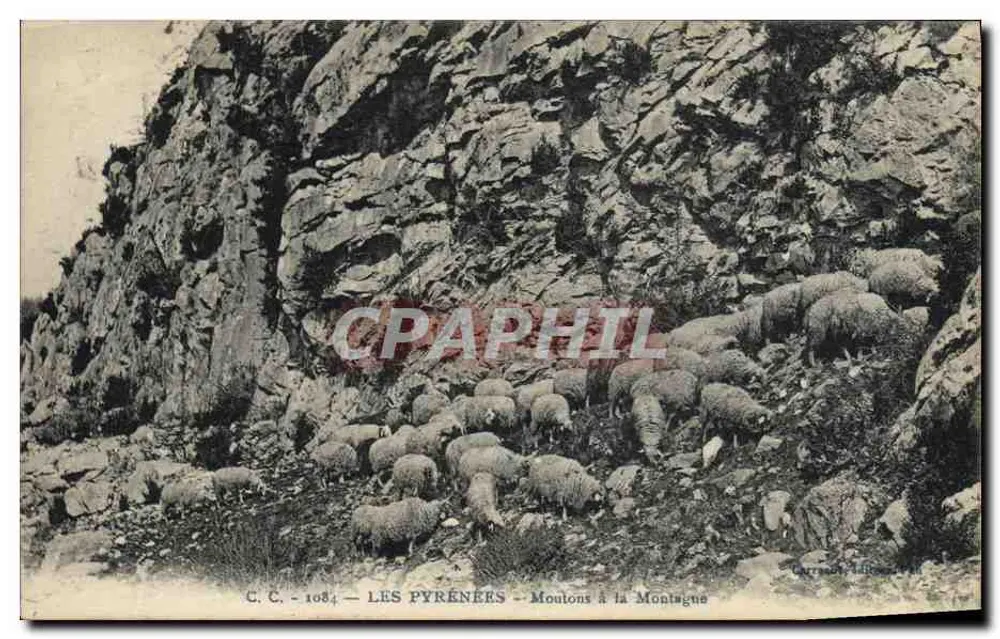 De Pyreneeën — schapen op de berg — C.C. - 1084 - Voorkant