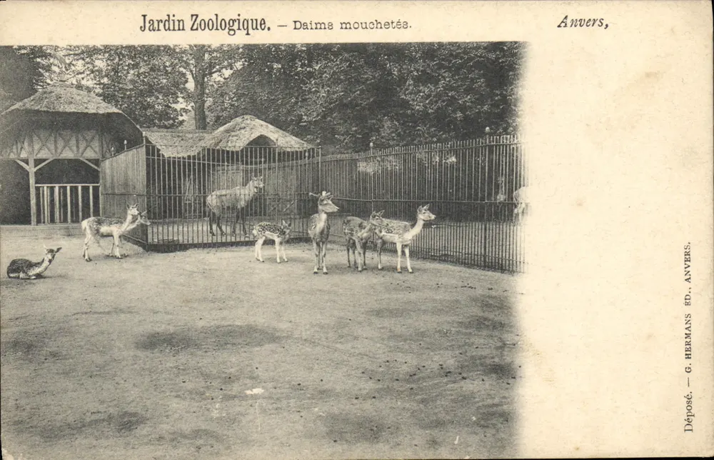 Zoologischer Garten — Gepunktete Fallow-Deer — G. Hermans, Antwerpen - Vorderseite