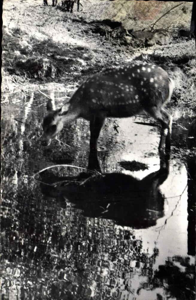 Der Hirsch — junger gefleckter Hirsch, der an einem Teich trinkt — Foto G. Marcellier-Borlat, n° 456 - Vorderseite