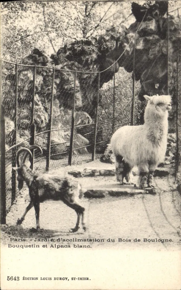 Büffel und weißes Llama — Acclimatization-Garten des Bois de Boulogne — Edition Louis Burgy, St-Imier, n° 5643 - Vorderseite