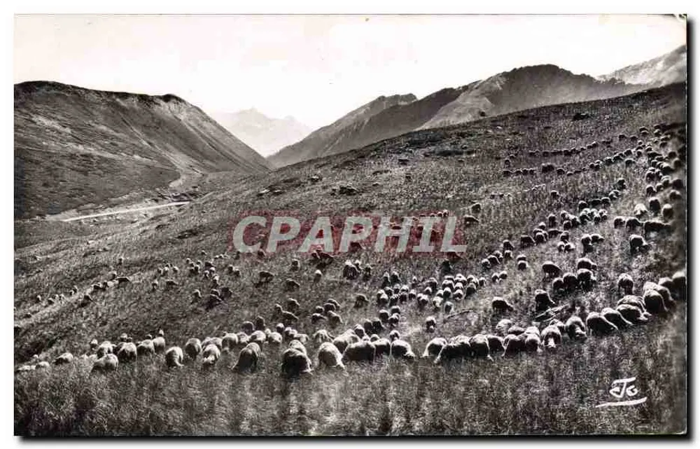 As Alpes. Ovelhas nos altos alpages — Abel, editor GAP, n° 4117 - Frente