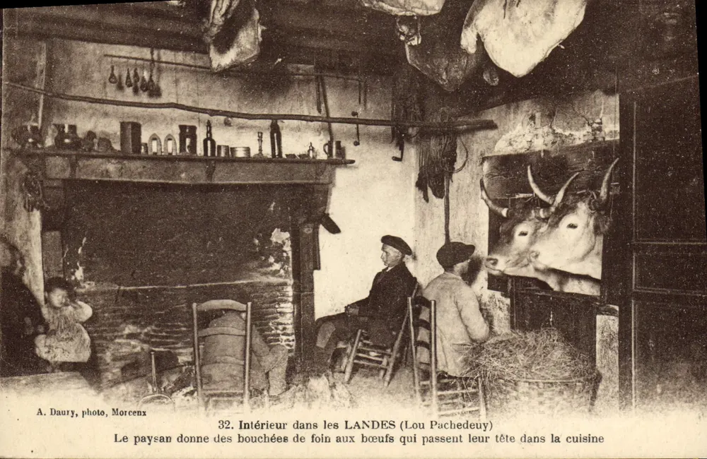 Interno nei Landes (Lou Pachedeuy) — Il contadino dà bocconi di fieno ai buoi che passano la testa in cucina — A. Daurry, foto, Morcenx, n°32 - Recto