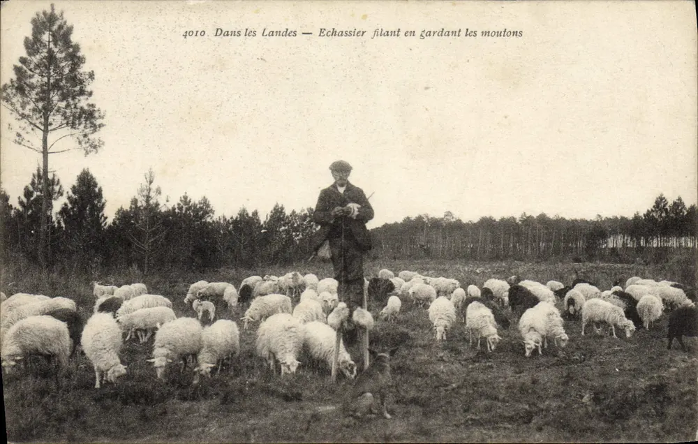 In den Landes — Schäfer unterwegs, die Schafe hütend — Sicomolyte Gaillat (Gironde) - Vorderseite