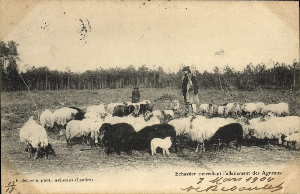 Storch, der das Füttern der Lämmer beobachtet — Arjuzaux (Landes) — F. Beruède, phot. Arjuzaux (Landes) — Nr. 13 - Vorderseite