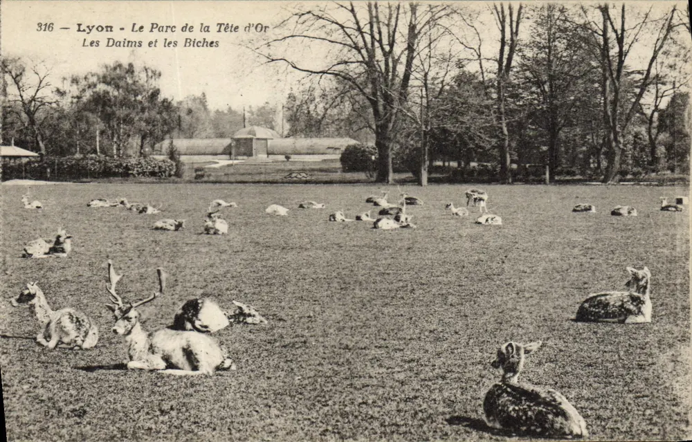 Lyon - Der Park der Tête d'Or - Die Fallow-Deer und die Does — B. E. 316 - Vorderseite