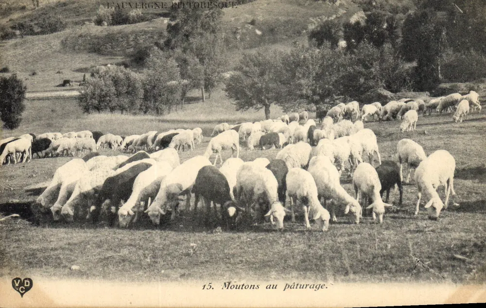 L'Asbergne Retomésque — Ovelhas no pasto — V.D.C. n°15 - Frente