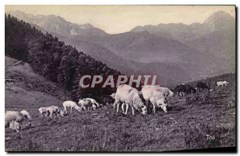 Die Pyrenäen — Col d'Aspin (1497 m.) — Schafe auf der Weide — Tito - Vorderseite