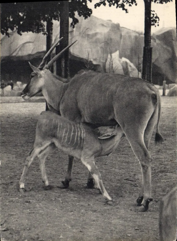 Ein Cap-Eland und sein Kalb — Nationalmuseum für Naturgeschichte, Zoologischer Park Bois de Vincennes, Paris - Vorderseite