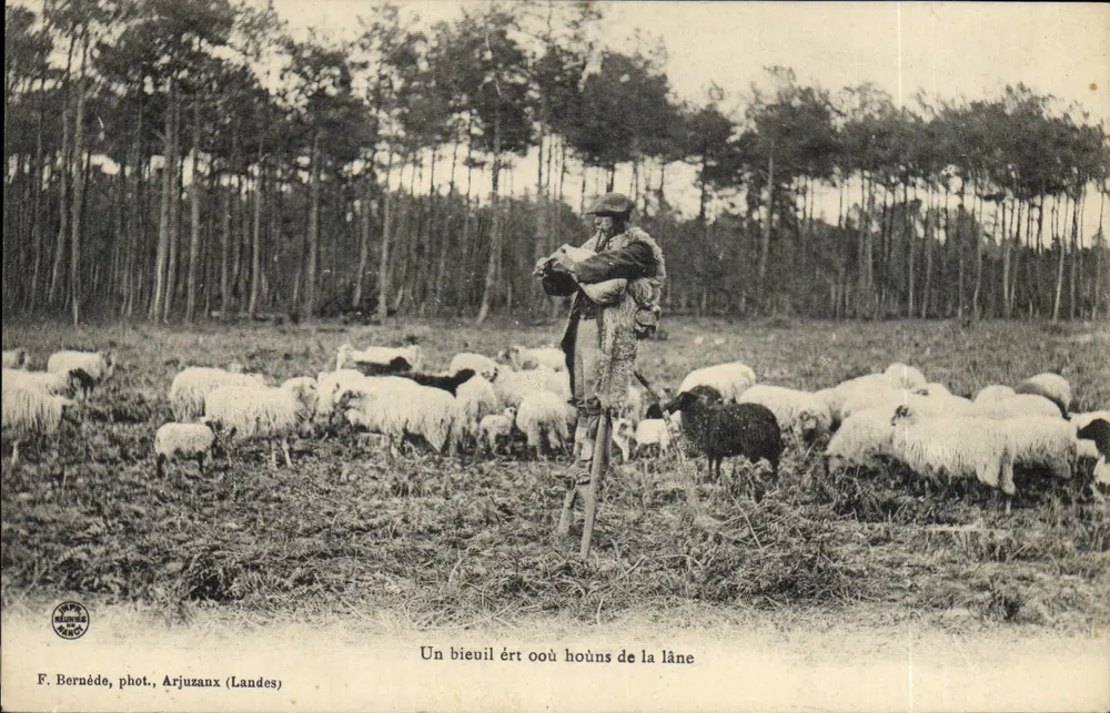Um carneiro e ovelhas da lânia — F. Bernède, fot., Arjuzaux (Landes) - Frente