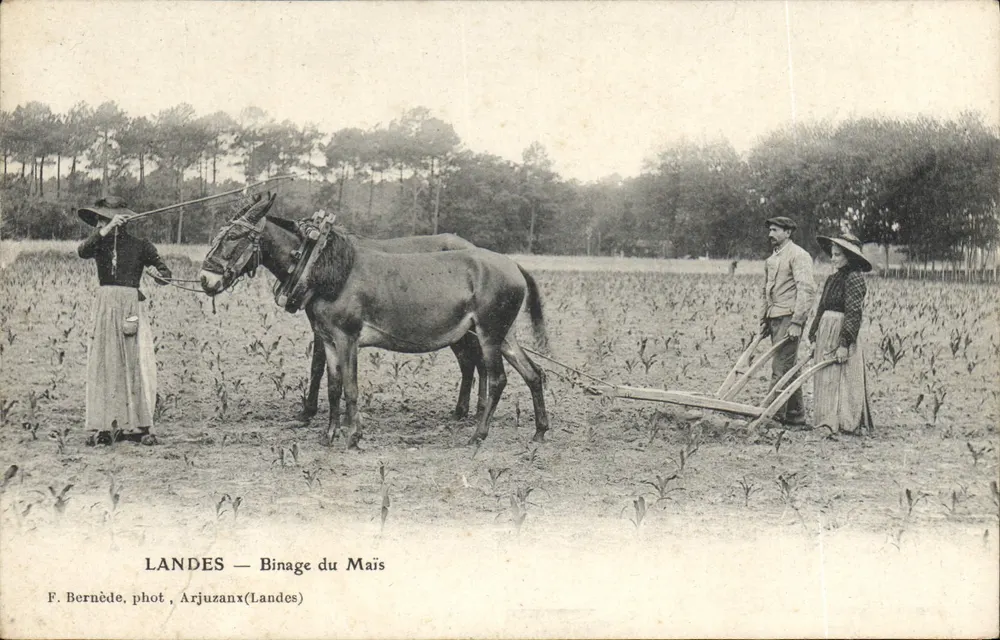Landes — Plantio de Milho — F. Bernède, fot. Arjuzanx(Landes) - Frente
