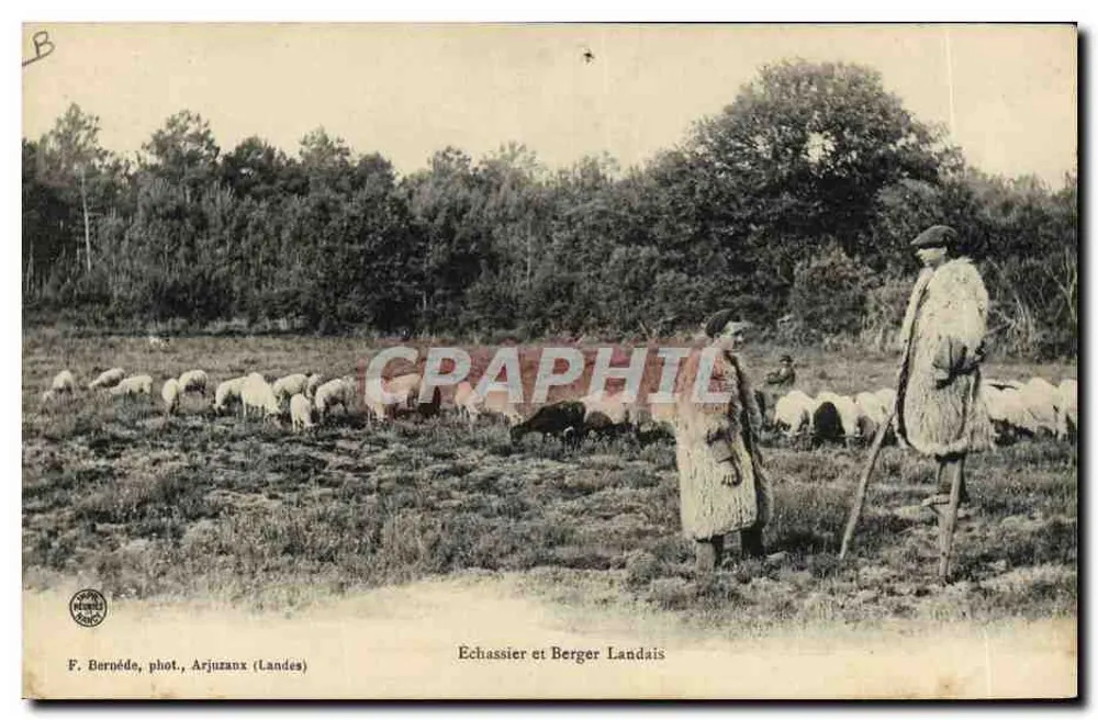 Échassier e Berger Landais — F. Bernédo, fot., Arjuzanx (Landes) - Frente