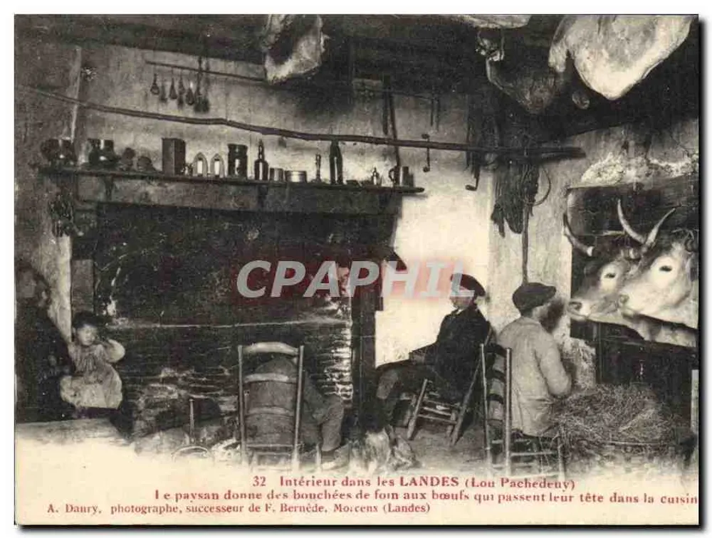 Interior nas Landes (Lou Pachédeny) — O camponês dá bocados de feno aos bois que passam a cabeça pela cozinha — A. Daury, fotógrafo, sucessor de F. Bernède, Morcenx (Landes) - Frente