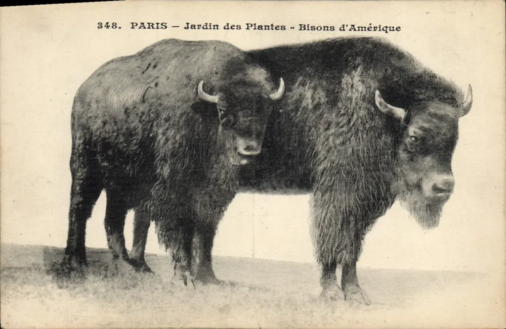 PARIS - Jardin des Plantes - Amerikanische Bisons — Verlag L.P.M. Nr. 348 - Vorderseite