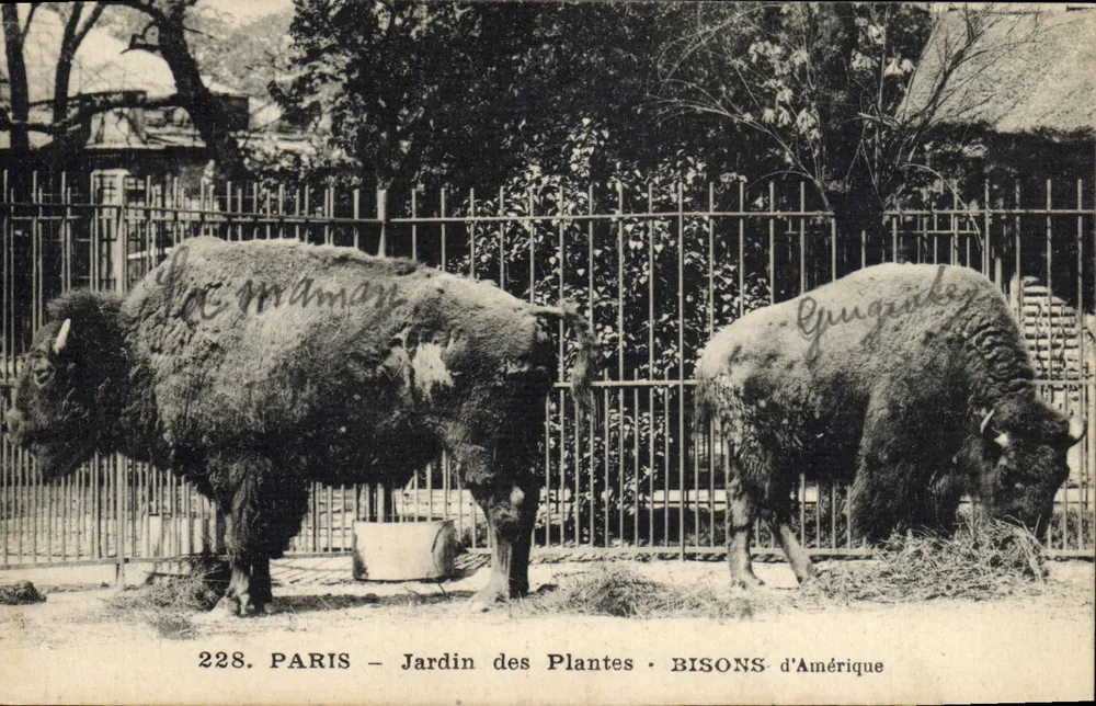 PARIS – Jardin des Plantes – AMERIKANISCHE BISON – Verlag Guguenot, Nr. 228 - Vorderseite