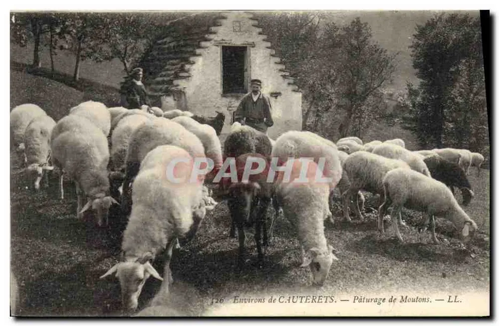 Environs de CAUTERETS — Pâturage de Moutons — LL. n°26 - Frente