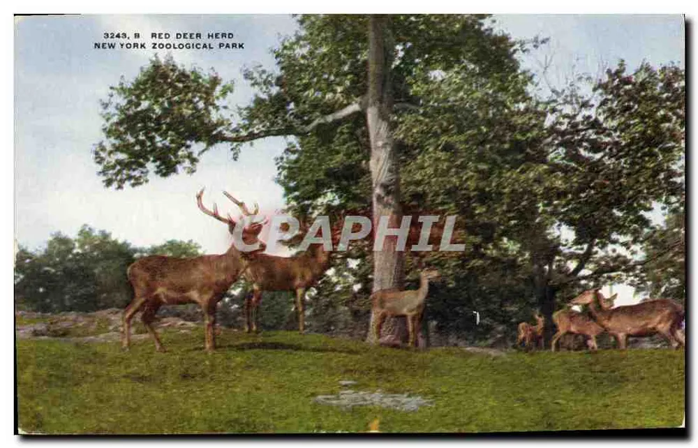 Rotwild Herde — New York Zoological Park — Verlag NYZP - Vorderseite