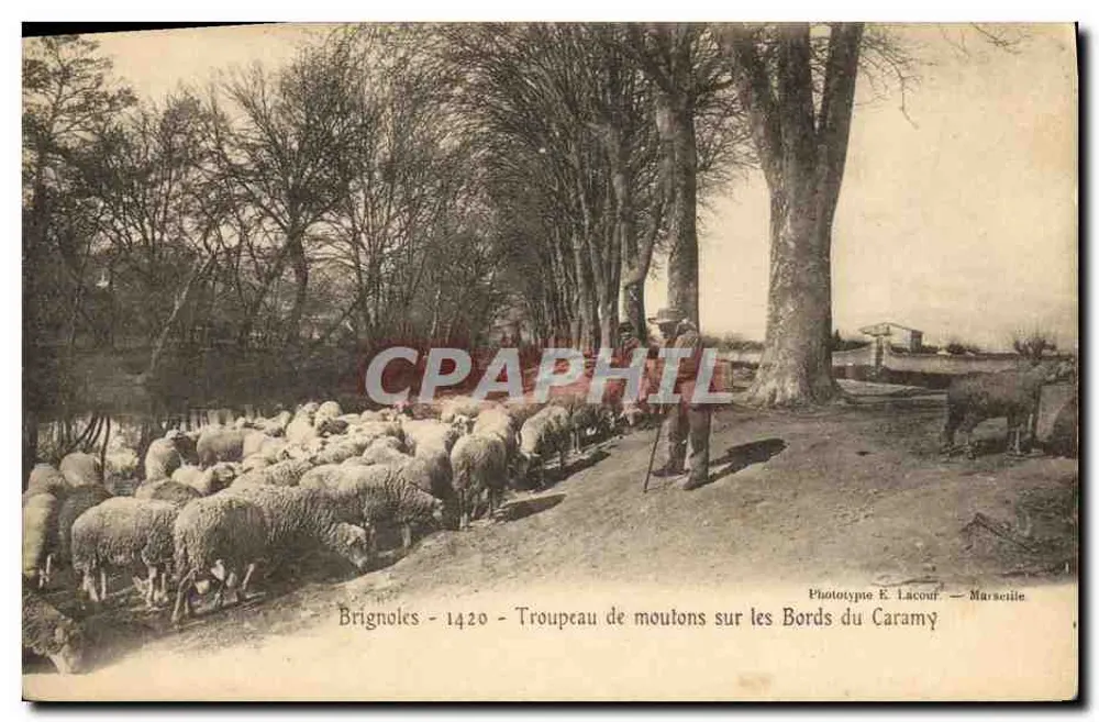 Brignoles - Schafherde an den Ufern des Caramy — Phototype E. Lacour — Marseille - Vorderseite