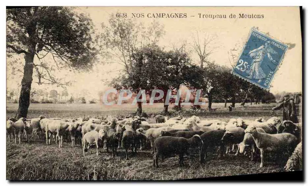 Nossas Campinas — Rebanho de Ovelhas — série 6638 - Frente