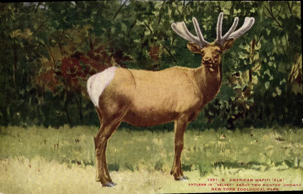 Amerikanischer Wapiti (Elk) — Geweih in 'velvet', etwa zwei Monate Wachstum — New York Zoological Park, Serie 1351 B - Vorderseite