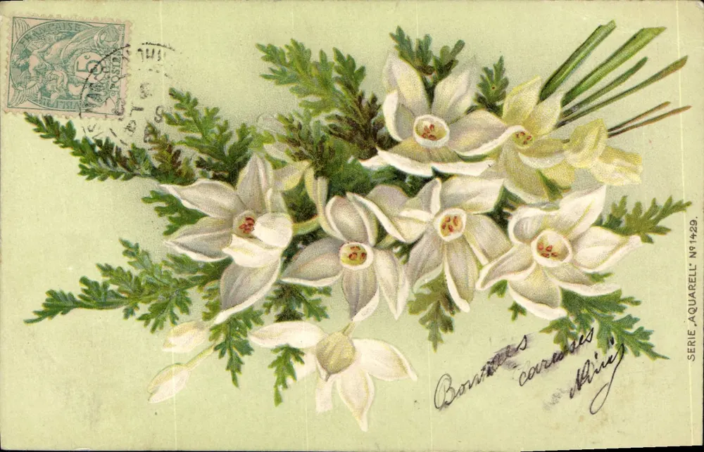श्वेत अर्किड — पत्तियों के साथ बूंद — प्रकाशक एक्वेरेल, श्रृंखला संख्या 1429 - आगे