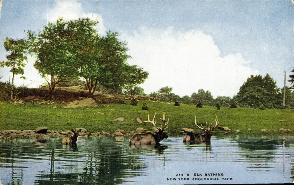 Elche baden — New York Zoological Park — DYZP Verlag - Vorderseite