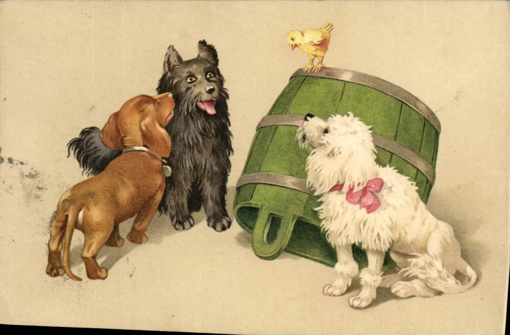 Cães e pintainho — cena animal — editor não visível - Frente