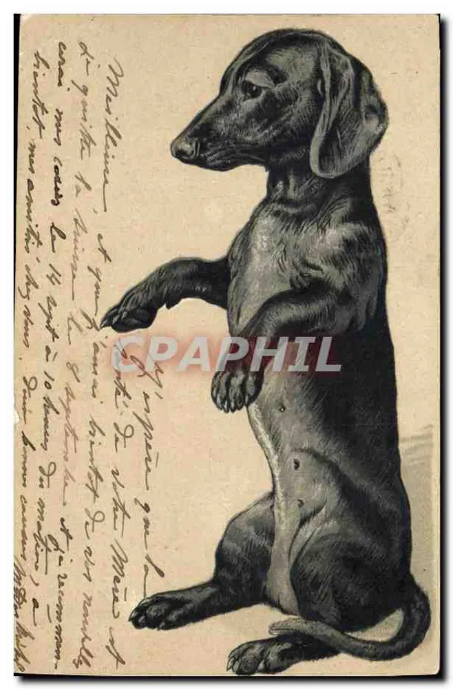 Cão de caça — desenho — editor desconhecido - Frente
