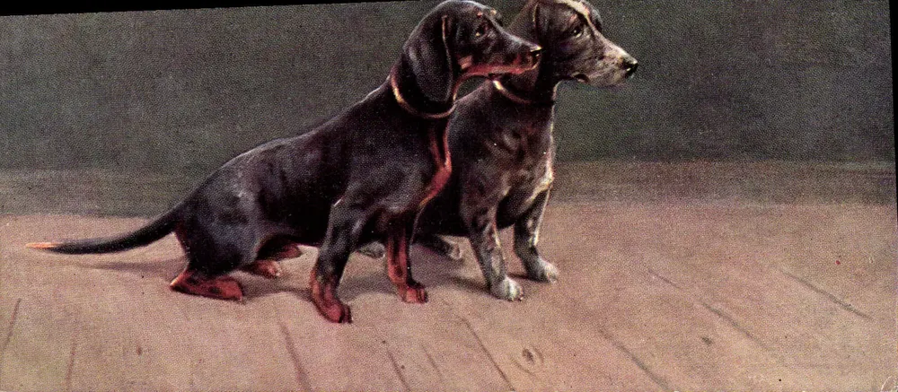 Dois dachshunds — série 425 — Carte postale multilingue - Frente